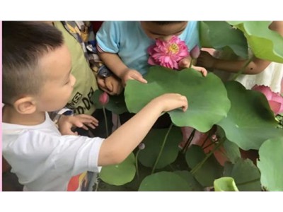 苏州少儿暑假夏令营赏千亩荷花人与自然探索体验营活动拓展报名中图3